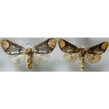 Phalera bucephala (Linnaeus, 1758) pair Narożnica zbrojówka Czech84k